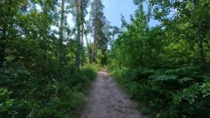 Велопрогулка по лесу