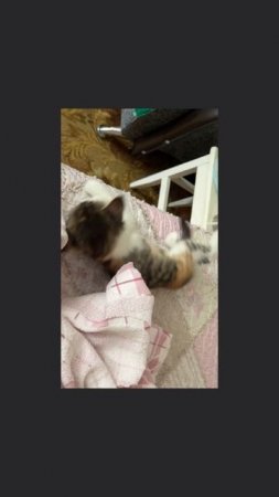#кошка#котенок#васелиса