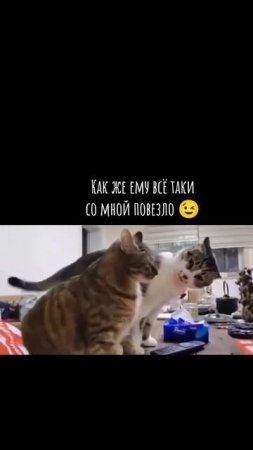 везение