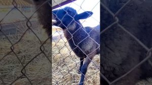 🐑 Как Гаврюша растет🐑 Ему уже почти 3 месяца, но он все еще сосет бутылочку — смотрите до конца!