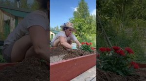 Продление цветения маленьких розочек.