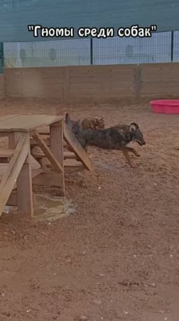 "Гномы среди собак" ❥ Приют в Малинках