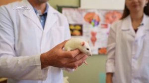 Депрессия у крыс. Эксперименты Платоновой