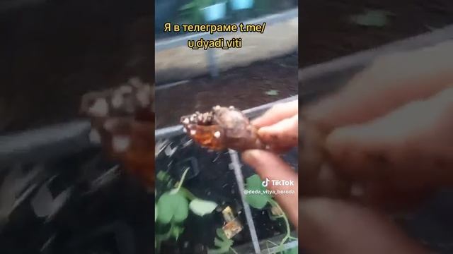 Навожу порядок в теплице. Нашел улитку ахатину. #теплица #белокрылка #ахатина #дача #сад #огород