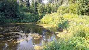 20250706_090617 Гуляю по СНТ  одна. У соседа инсульт. Как не потерять здоровье на даче