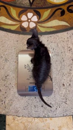 Вес котёнка 525 г в 1 месяц  Хорошо растём  девочка Боня донской сфинкс #sphynx #kitten #cat