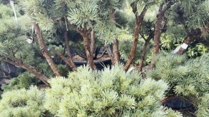 Сосна SYLVESTRIS WATERERI (NANA), CLT 290, POMPONS