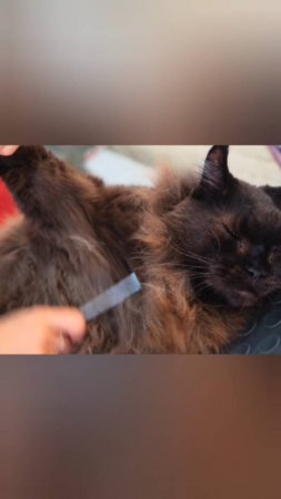 Цитаты великих котеек😼