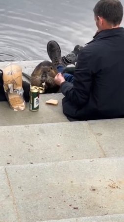 С бобром вдвоём