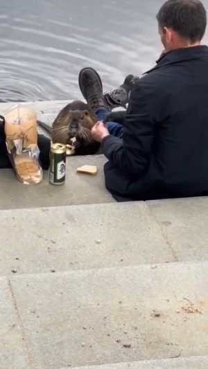 С бобром вдвоём