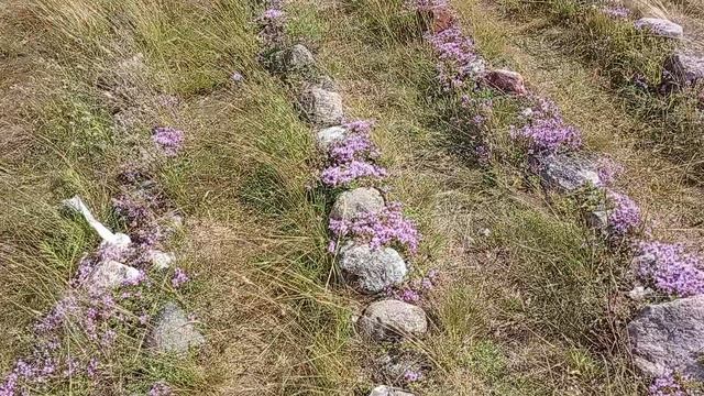 Каменный лабиринт