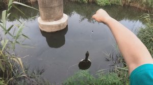Поймал черепаху на удочку