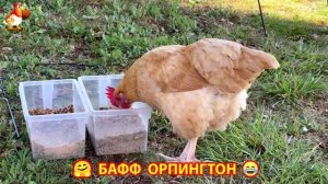 Куры Бафф Орпингтон ласковые золотые несушки❣️🤗😂 (16)