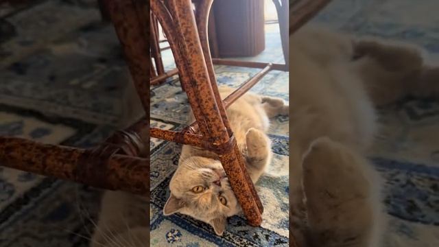 Басятка зевнула