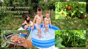 Дача. Огурцы, помидоры, клубника и трава. 5 июля