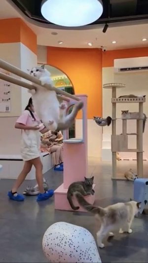 Спортивный котик