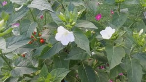 Жизнь в деревне - Хроника дня : Заготовки на зиму. Вкусный ужин. Дела домашние