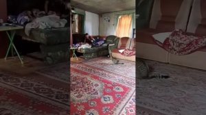 кися против Григория