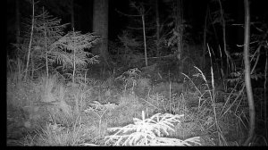 Косуля и Лось