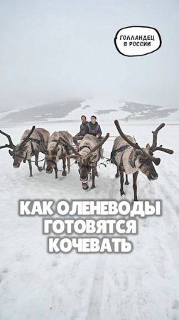 Как оленеводы в тундре готовятся кочевать