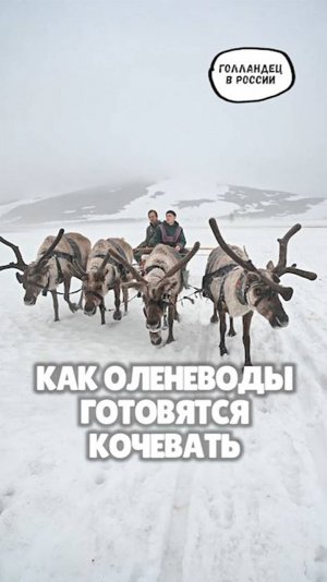 Как оленеводы в тундре готовятся кочевать