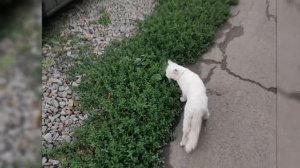Белые коты