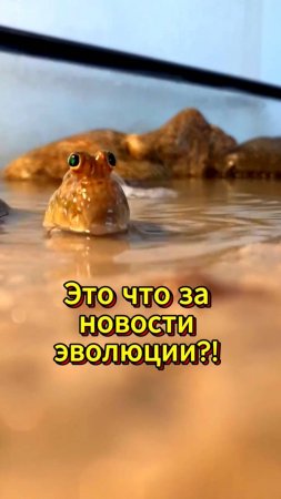 ЭТО ЧТО-ЗА НОВОСТИ ЭВОЛЮЦИИ!?