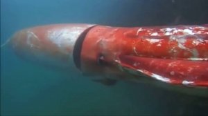 Гигантский кальмар загадочное существо