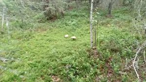 какие грибы запрещены собирать краснокнижник?