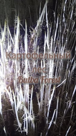 Бульба Форест
