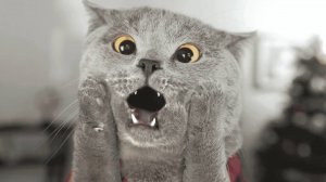 ПРИКОЛЫ С ЖИВОТНЫМИ ДО СЛЕЗ #91 Смешные КОТЫ И СОБАКИ  Приколы
