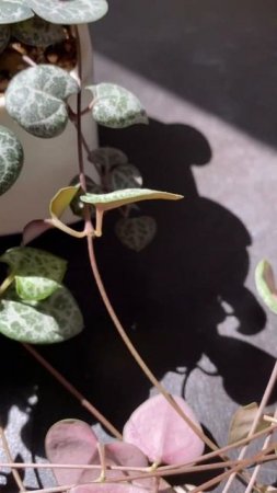 Цветение Ceropegia woodii