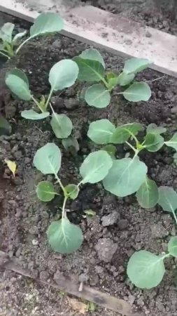 🥬 Чем обрабатывать капусту против вредителей