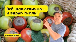 Кальций+правильный полив томатов, что бы не было вершинной гнили.