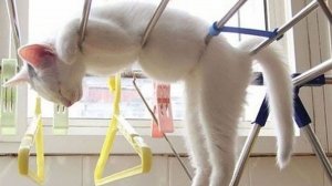 ПРИКОЛЫ С ЖИВОТНЫМИ ДО СЛЕЗ #95 Смешные КОТЫ И СОБАКИ  Приколы