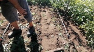 ПРОВЕРИНЫЙ МЕТОД, ВЫКАПЫВАЕМ КАРТОФЕЛЬ, 6 Июля. СЛЕДОМ САЖАЕМ ОГУРЦЫ, В СЕНТЯБРЕ БУДИТЕ С УРОЖАЕМ.