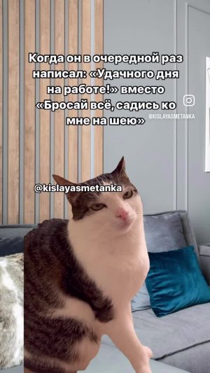 Недовольная кошка/кот 🐈⬛