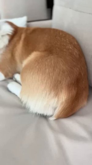 @mix_shorts_