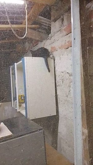 котята которых привел мой кот .