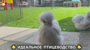 Идеальное птицеводство достойно восхищения 🐓🦆🦢🦚🦃🐔 эпизод (269)