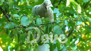 Dove