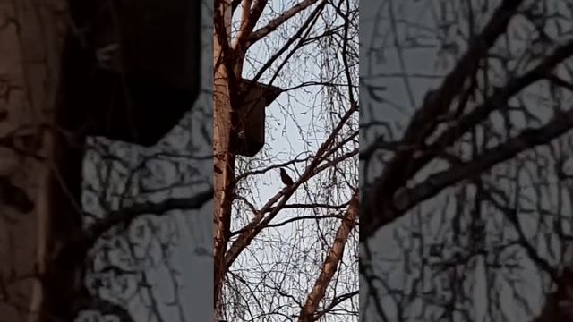 Скворцы прилетели. 2025.