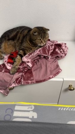 ЦАРИЦА НАБЛЮДАЕТ ЗА ГЛАЖКОЙ 🐯