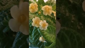 YouCut_20250706_132657788.mp4
