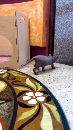 Сфинкс малышка. Карамельку уже не остановить  изучает всё пространство, куда смогла добраться ☺️
