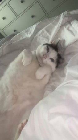 #котенок #мем #забавно #милота