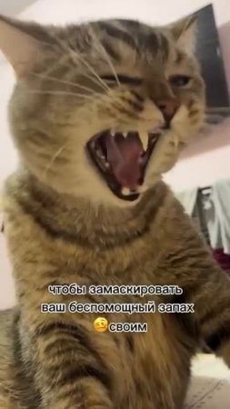 Почему ваш кот спит с вами