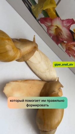 Сепия для улиток