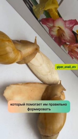 Сепия для улиток