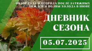 Обзор сада и огорода после затяжных дождей и волны холода в июне // 05.07.2025